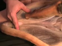 Dog getting anal by gay beastiality lover